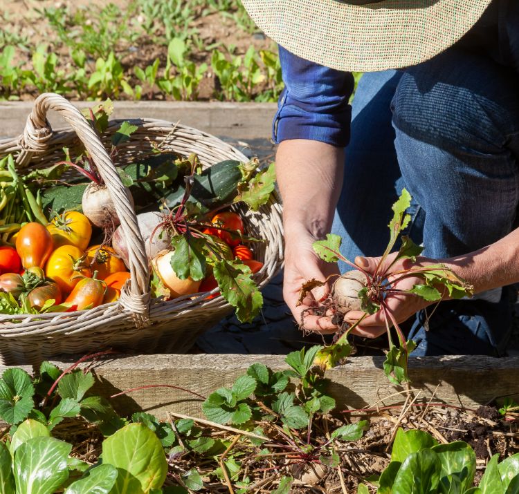 potager