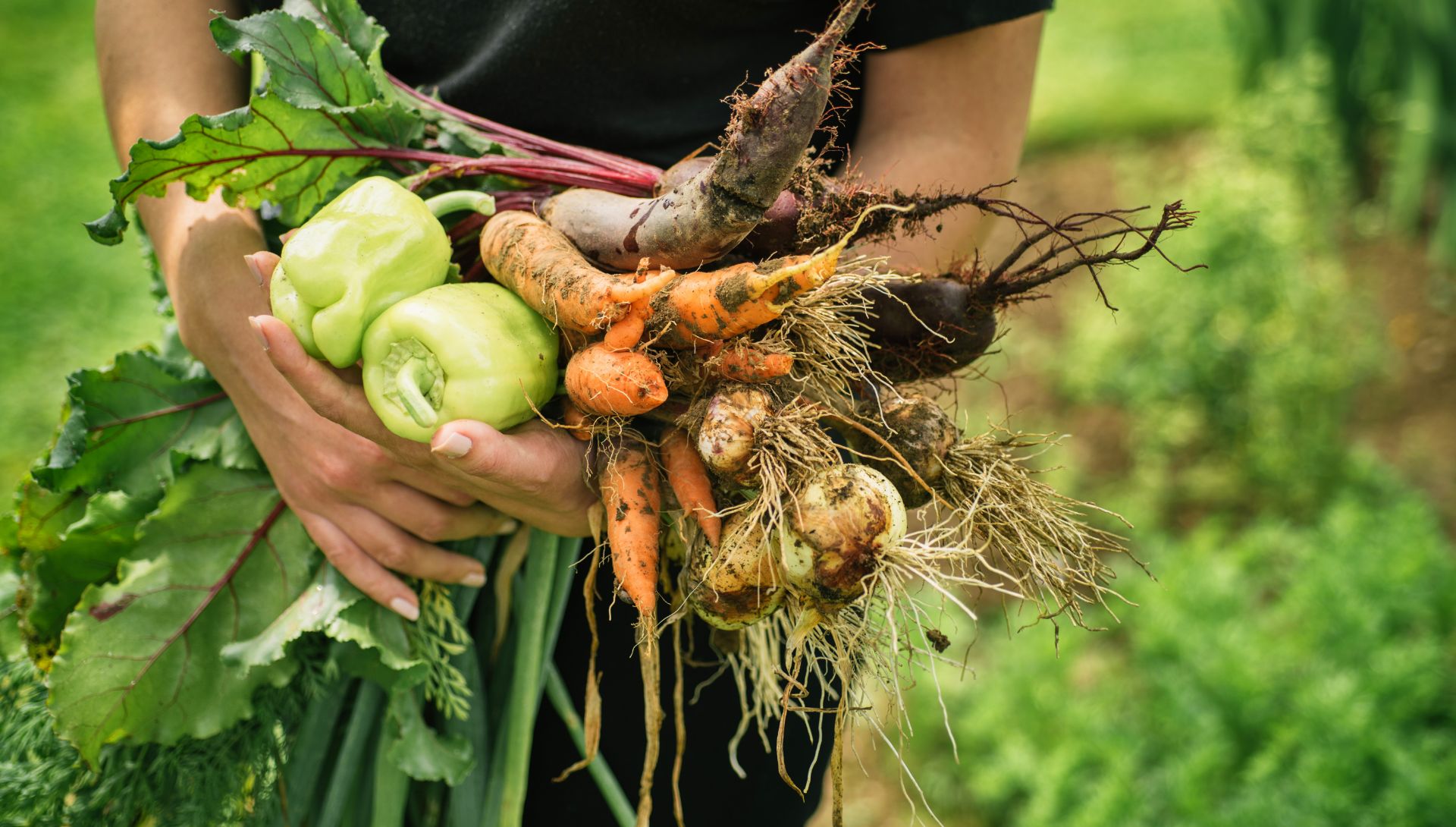 Potagers & Compagnie