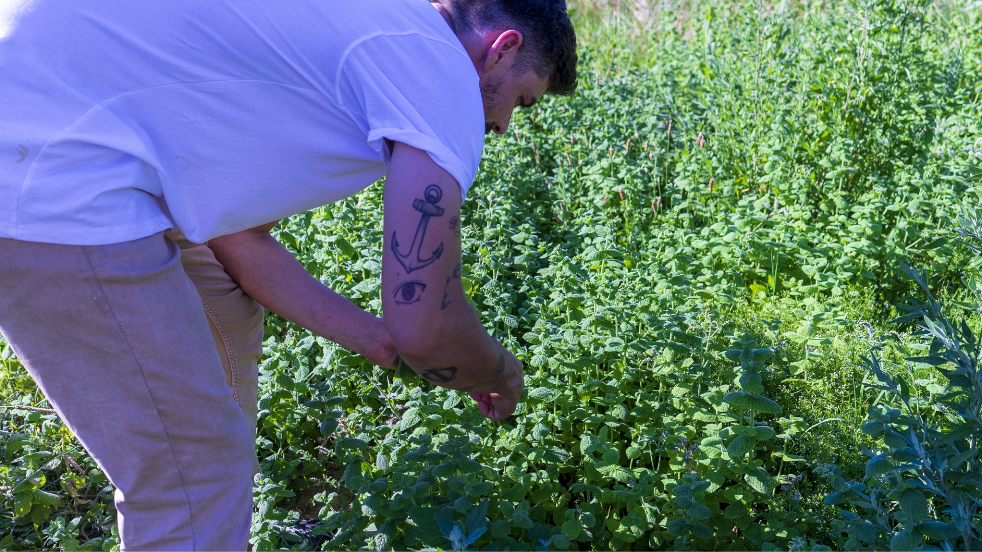 Découvrez notre potager en images